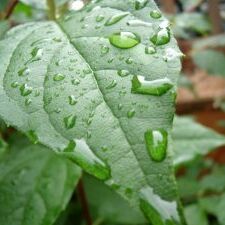 Dew Leaf