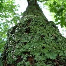 Lichen Tree